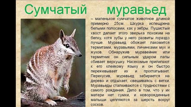Сумчатый муравьед или намбат - редкое млекопитающие. смотреть онлайн