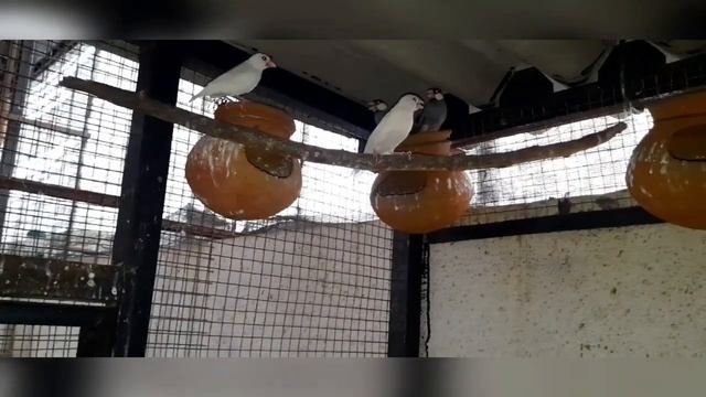 JAVA SPARROW || CARE & MALE ,FEMALE IDENTITY & FOOD & SOFT FOOD TIPS....|| EXOTICS BIRDS || смотреть онлайн