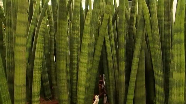 Sansevieria cylindrica 'Stuckyi' смотреть онлайн