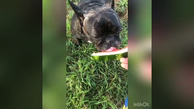 Французский бульдог и арбуз смотреть онлайн