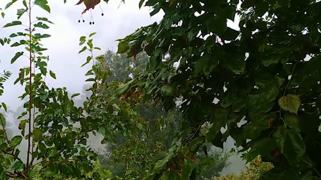 Утка с грецкими орехами и рисом на молоке Азербайджанская Кухня Деревенская Кухня Рецепты смотреть онлайн