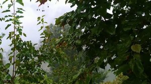 Утка с грецкими орехами и рисом на молоке Азербайджанская Кухня Деревенская Кухня  Рецепты