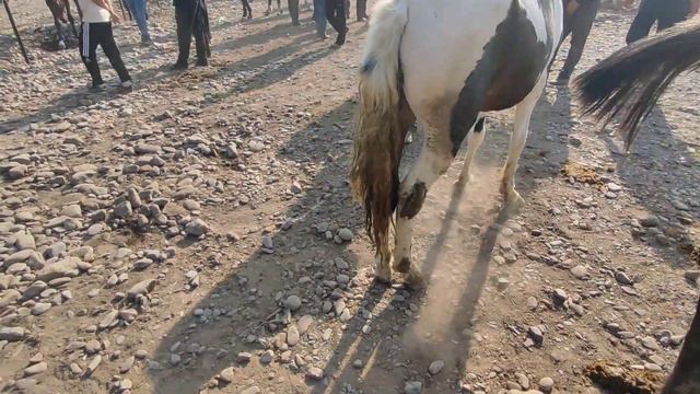 18.09.2022 год. Мал базар. Кара-Балта. Лошади #популярноенаютубе смотреть онлайн