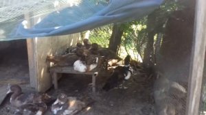 Уточка или селезень - как определить пол у молодняка индоуток