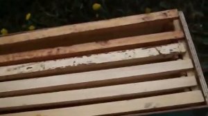 Пчеловодство. Ещё немного о строительной рамке.