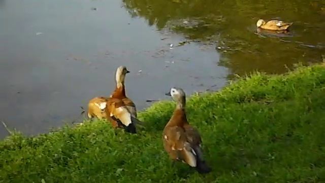 Огари с птенцами смотреть онлайн