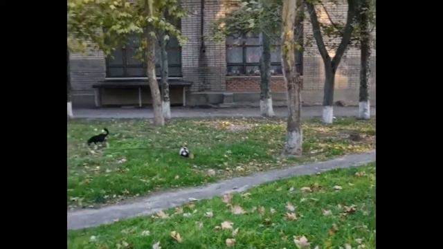 Новый друг #чихуахуа смотреть онлайн