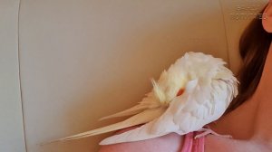 Учим попугая говорить "Я тебя люблю" ? Урок для попугая №7