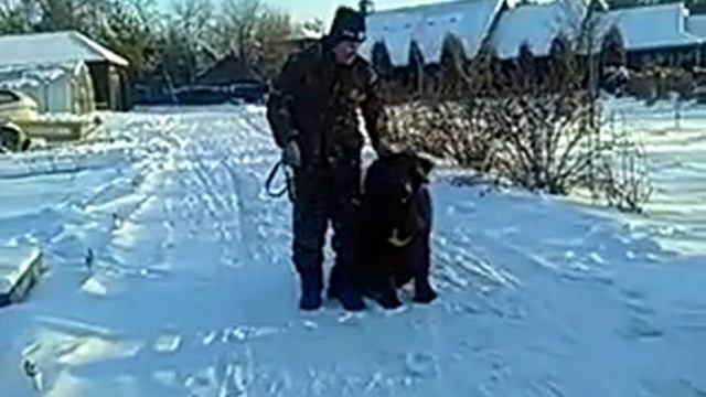 Дрессировка собак. Как правильно здороваться. смотреть онлайн