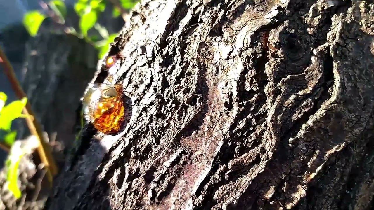 Древесная смола.....янтарь в саду
