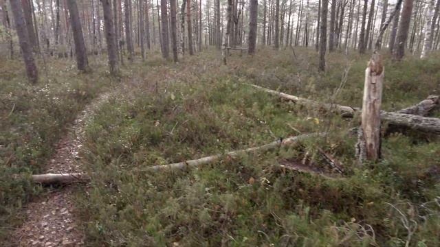 Частичка истории о которой мало кто знает. Эстония смотреть онлайн