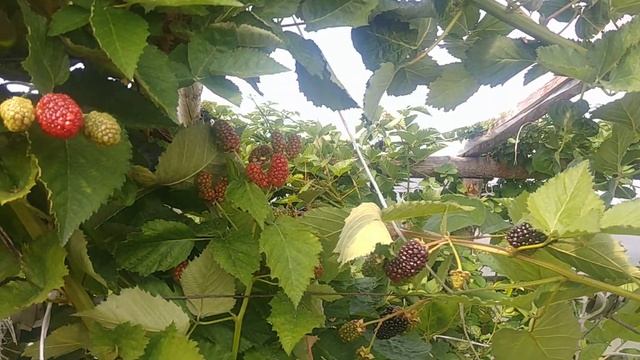ЕЖЕВИКА ПРАЙМ АРК ФРИДОМ : СНИМАЕМ ШЛЯПУ! смотреть онлайн