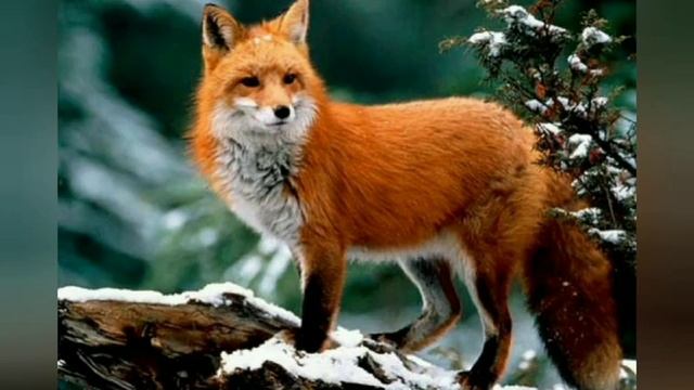 Дітям про лисичку. смотреть онлайн