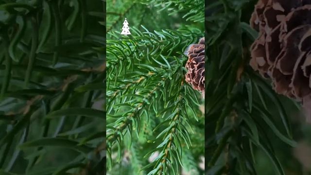 ЛЕСНАЯ ФЕЯ, ель искусственная литая с шишками смотреть онлайн