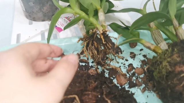 Как из двух дендрофаленопсисов сделать один?))) Групповая посадка дендрофаленопсисов. смотреть онлайн