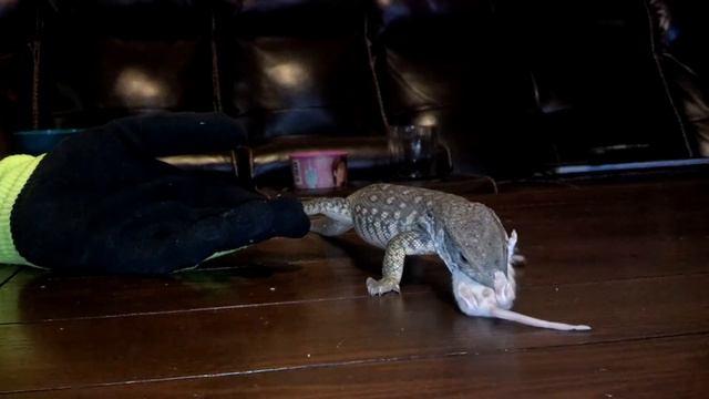 Vanna the Savanna Monitor eating a mouse смотреть онлайн