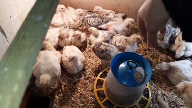 Наши бройлеры (кобб 500 и мастер грей), спустя 6 и 24 дня. смотреть онлайн