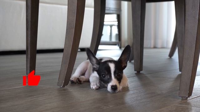 New Home! | Edison the Rat Terrier/Chihuahua Puppy Dog смотреть онлайн