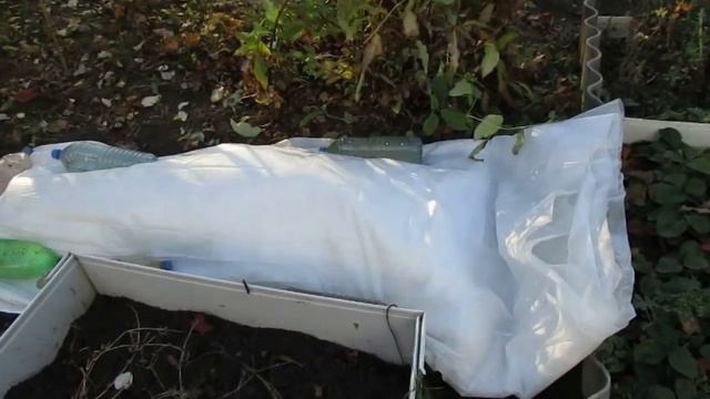 25 10 18г. О новых материалах для укрытия гортензии крупнолистной . смотреть онлайн