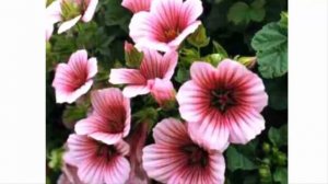 Малопа в ландшафтном дизайне