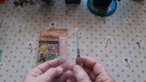 Комнатные растения.Бальзамин , болезни.