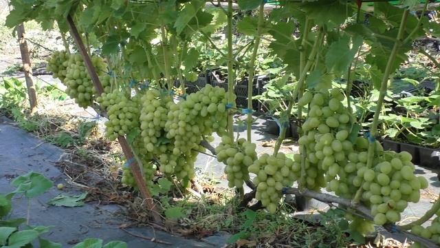 АРКАДИЯ виноград обзор сорта смотреть онлайн