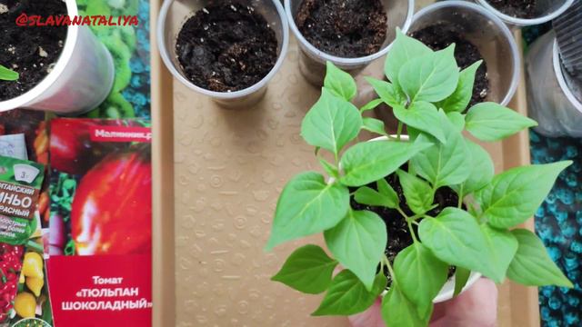 Купила Клубни / Рассады Много Не Бывает / Голенастый Перец / Дачница Натали @natalifrol