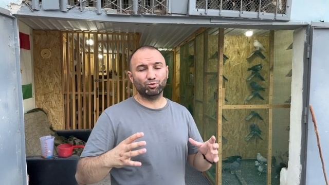 Речь о Таджикских голубях черноносые чини сочи Душанбинцы?️??? смотреть онлайн