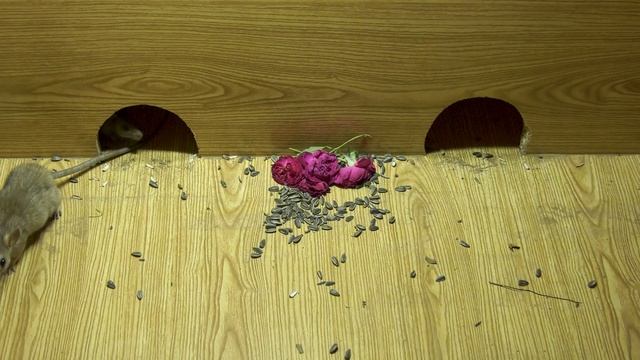 Cat Games - Mice Hide and Seek For cats To Watch & Enjoy with Night Crackers Sound - 4k UHD смотреть онлайн