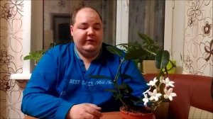 Стефанотис особенности ухода в домашних условиях, правильная обрезка