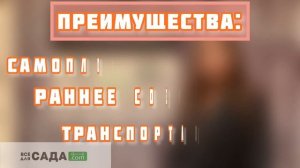 Абрикос Царский - идеальный сорт для средней полосы России