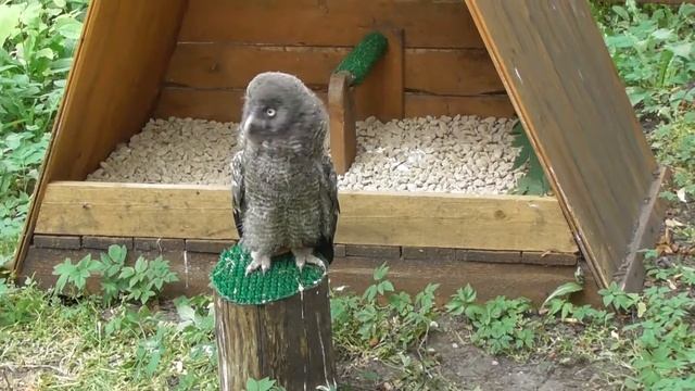 смешной совенок, бородатая неясыть, соколиный двор Великий Новгород