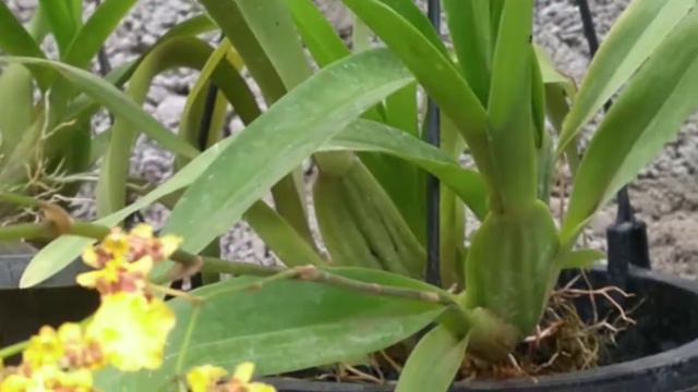 #orchid#dancinglady#short#houseplant смотреть онлайн