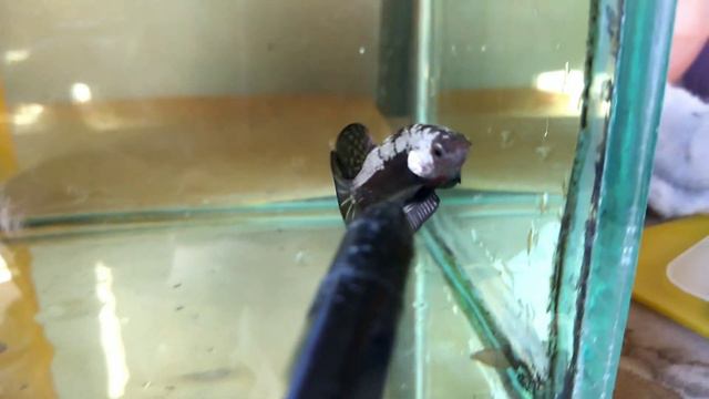 7 TIPS TO AVOID DISAPPOINTMENT BEFORE BUY BETTA смотреть онлайн