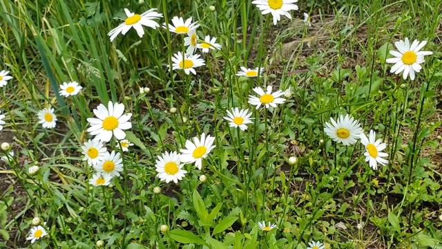 ⚪✋ТОТАЛЬНЫЙ ОБРАЗ СВЕТЛОЙ ЗЕМЛИ, МЕДИТАЦИЯ смотреть онлайн