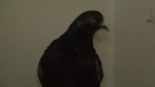 Голубь без хвоста. Димон смотреть онлайн