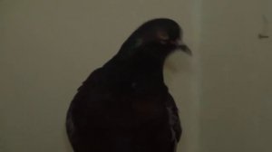 Голубь без хвоста. Димон