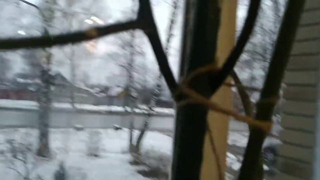 Орхидеи так отреагировали на подсыпку золой. Результат меня порадовал! Цветоносов множество! смотреть онлайн