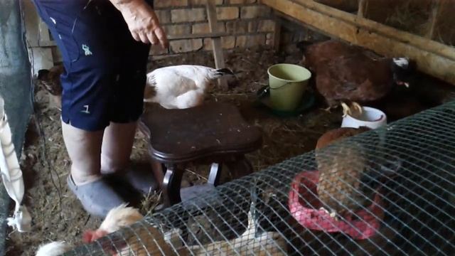 Куры доминант хохлатые . смотреть онлайн