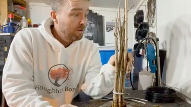 Cherry Tree Clump Ebihara method for Bonsai Update (2023) смотреть онлайн