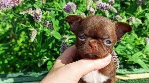 #ПРОДАЮ_девочек_ЧИХУАХУА_мини_СТАНДАРТ Черелин, Оливия, Найджил #купить_чихуахуа_продам 89215950848