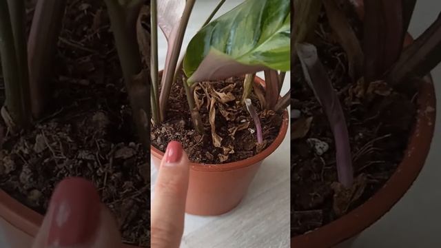 Калатея White Fusion (вайт фьюжн) - сюрприз в горшке смотреть онлайн