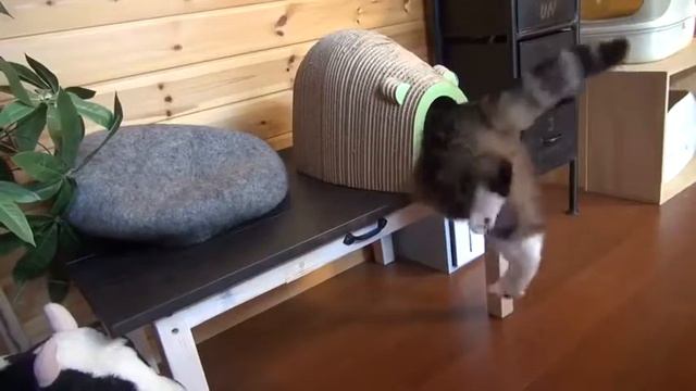 А, что делать если очень хочется??? смотреть онлайн