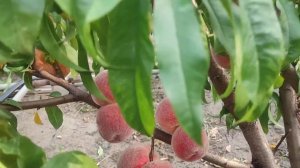 Персик Память Симиренко