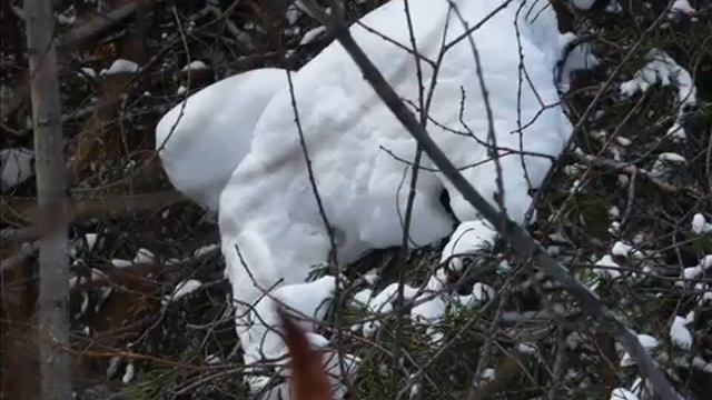 Снежный зоопарк смотреть онлайн
