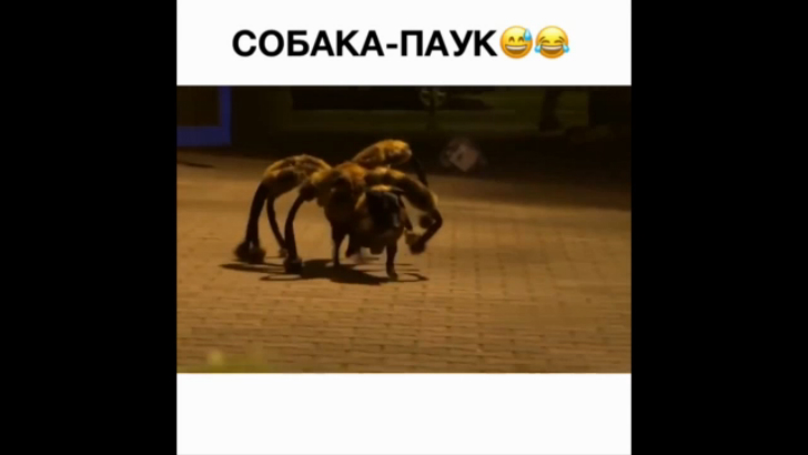 собака_паук