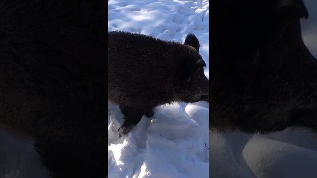 +Маленькие радости диких животных