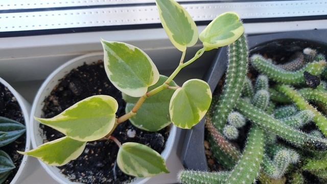 Мои комнатные цветы в сентябре 2023.