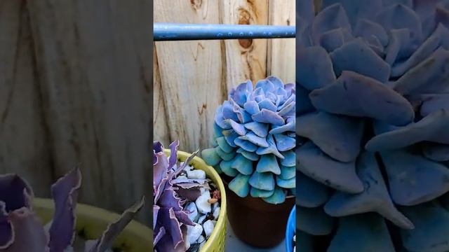 ECHEVERIA CUBIC FROST! смотреть онлайн