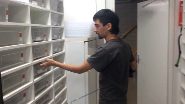 Египетские кобры (комплекс 